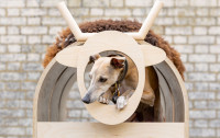 Archi and sheep 10